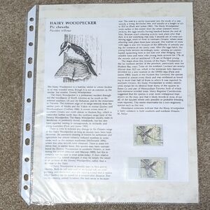 Hairy Woodpecker Postage Stamps And Information Sheet